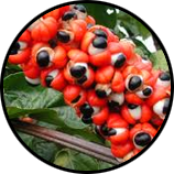 Guaraná