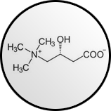 L-Carnitin